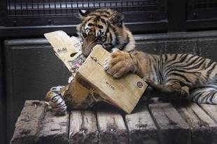 段ボール、大好き!!