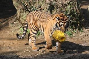 ミンピのその後⑥