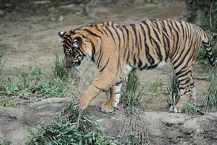 大事な遊び道具