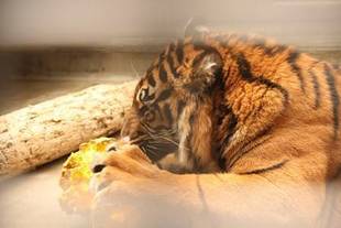 ミンピのその後⑦