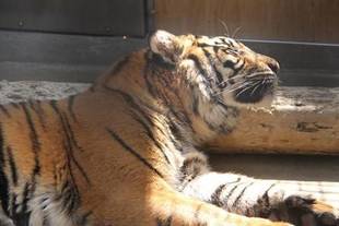 ミンピのその後⑧