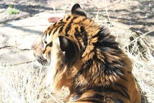 ガンターの抜け毛・・・