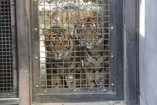 視線を感じると思ったら・・・