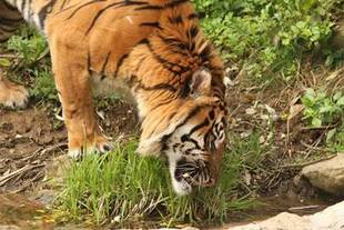 トラって草食獣だっけ!?