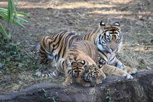 よいお年をお迎えください!