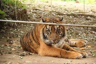 ミンピのその後⑪