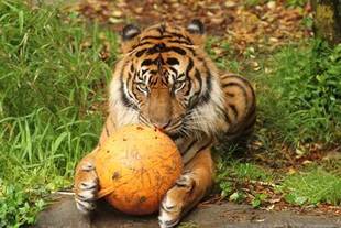 オトナだって遊びたい!