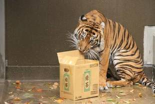 カリにも段ボール!