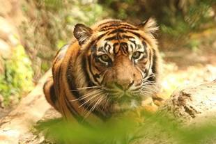 デルのお気に入り