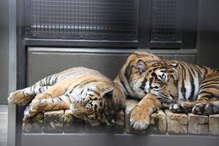 タケノコすくすく(^^)v