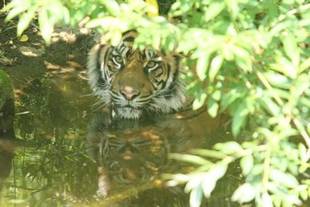 暑い日には・・・