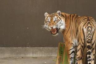 カリのその後・・・