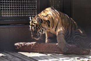 角材再び(=^・^=)