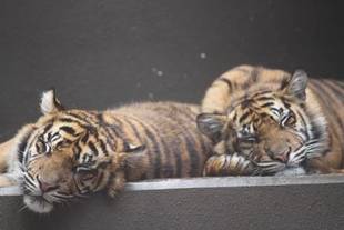 大きくなったんだな～