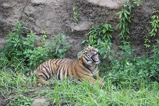 トラって草食でしたっけ??