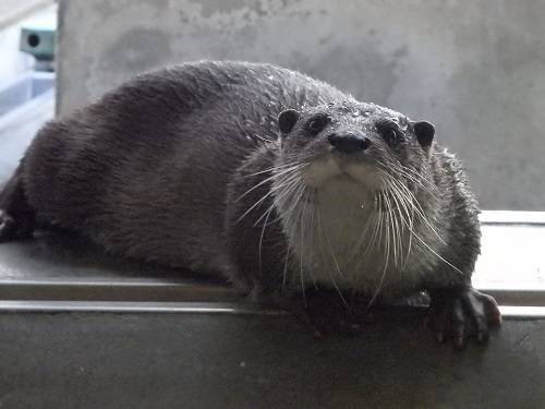 モコで~す☆の写真