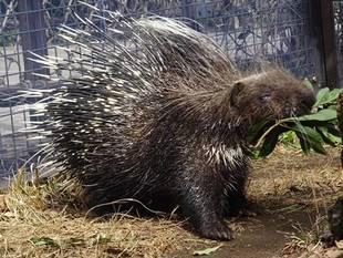 (ネズミだけど・・・)ハリネズミじゃないよ、ヤマアラシだよ (・Ω・)