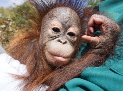 オランウータンの赤ちゃん その15の写真