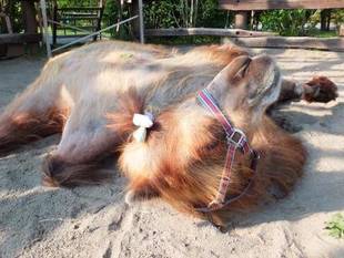 素敵なプレゼンを頂いちゃいました。