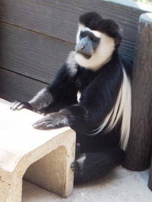 もしも、ダダチャが生徒だったら...