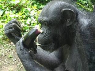 夏野菜食べてます。