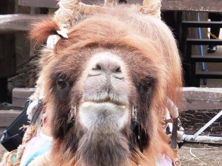 クララの髪型コレクションの写真