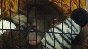 オランウータンの赤ちゃん その13