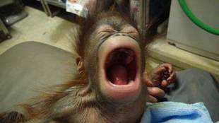 オランウータンの赤ちゃん その12