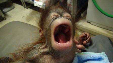 オランウータンの赤ちゃん その12の写真