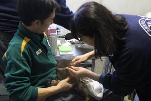 オランウータンの赤ちゃん その4