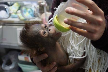 オランウータンの赤ちゃん その5の写真