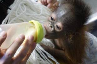 オランウータンの赤ちゃん その6