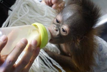 オランウータンの赤ちゃん その6の写真