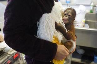 オランウータンの赤ちゃん その7