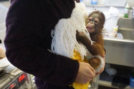 オランウータンの赤ちゃん その7の写真