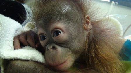 オランウータンの赤ちゃん その8の写真