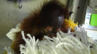 オランウータンの赤ちゃん その9