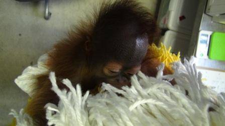 オランウータンの赤ちゃん その9の写真