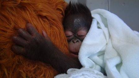 オランウータンの赤ちゃん その10の写真