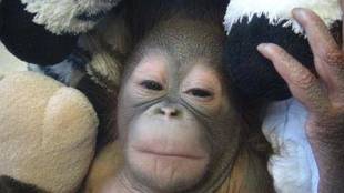 オランウータンの赤ちゃん その11