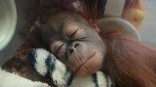 オランウータンの赤ちゃん 特別編