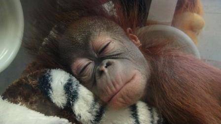 オランウータンの赤ちゃん 特別編の写真
