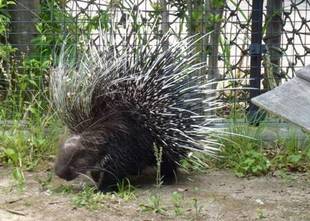 アフリカタテガミヤマアラシ!!