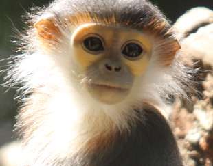 今年の夏。アカアシドゥクラングールの夏！　②