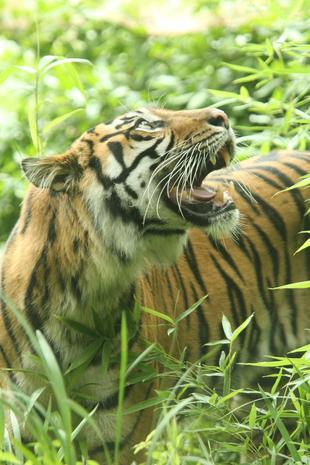 カリの馴致報告-4