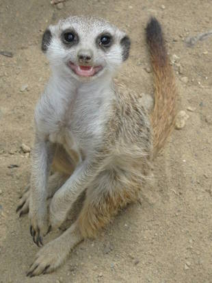 すくすく、ミーアキャット