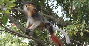 今年の夏。アカアシドゥクラングールの夏！　③