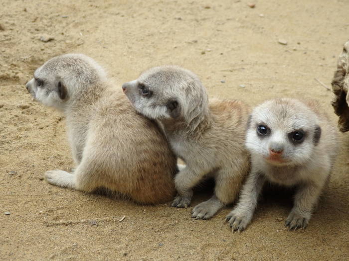 すくすく ミーアキャット ブログ よこはま動物園ズーラシア公式サイト 公益財団法人 横浜市緑の協会