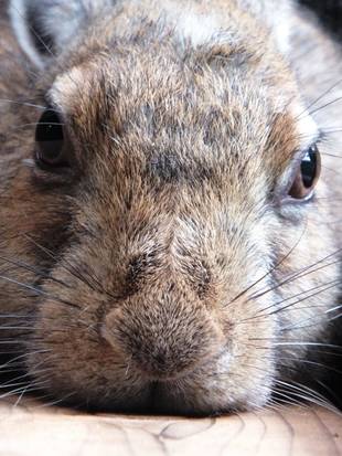 いろんなポーズのセリちゃん。