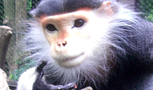 今年の夏。アカアシドゥクラングールの夏！　①